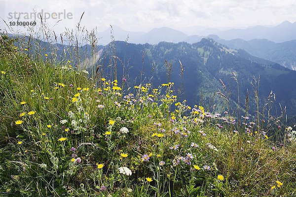 Bergblumen-Wiese auf Hochgern  Zottiges Habichtskraut (Hieracium villosum) und Alpen-Aster (Aster alpinus)  Chiemgauer Alpen  Oberbayern  Bayern  Deutschland  Europa