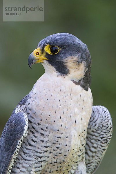Wanderfalke (Falco peregrinus)  captive  Vulkaneifel  Deutschland  Europa