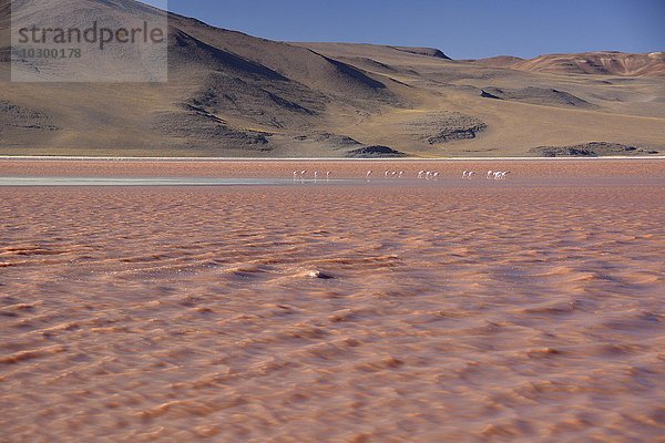 Flamingos (Phoenicopterus sp.) stehen in Laguna Colorada mit rotem Wasser durch hohen Gehalt an Algen  bei Uyuni  Lipez  Bolivien  Südamerika