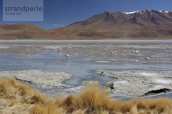 Laguna Hedionda mit Jamesflamingo (Phoenicoparrus jamesi)  bei Uyuni  Lipez  Bolivien  Südamerika