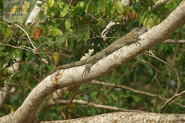 Grüner Leguan (Iguana iguana) liegt auf Ast  Pantanal  Brasilien  Südamerika