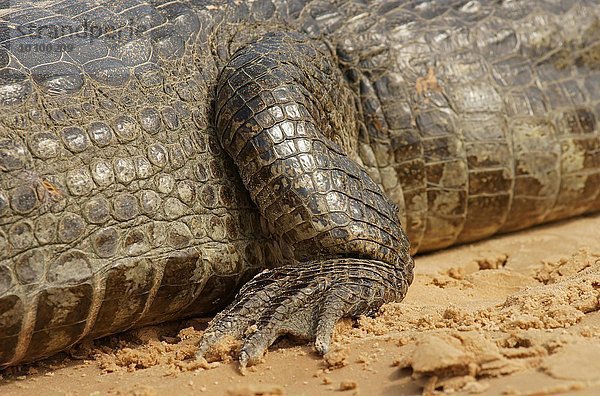 Brillenkaiman (Caiman yacare  Caiman crocodilus yacare)  Fuß  Detail  Pantanal  Brasilien  Südamerika