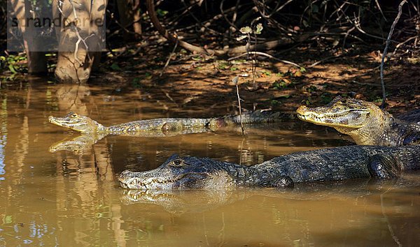 Brillenkaimane (Caiman yacare  Caiman crocodilus yacare)  liegen am Ufer im Wasser  Pantanal  Brasilien  Südamerika