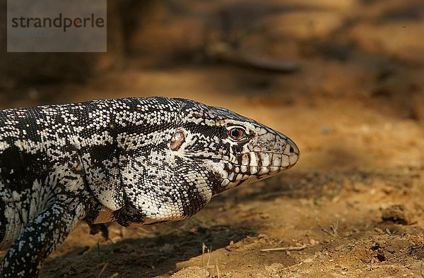 Schwarzweißer Teju (Salvator merianae  Syn. Tupinambis merianae)  Pantanal  Brasilien  Südamerika