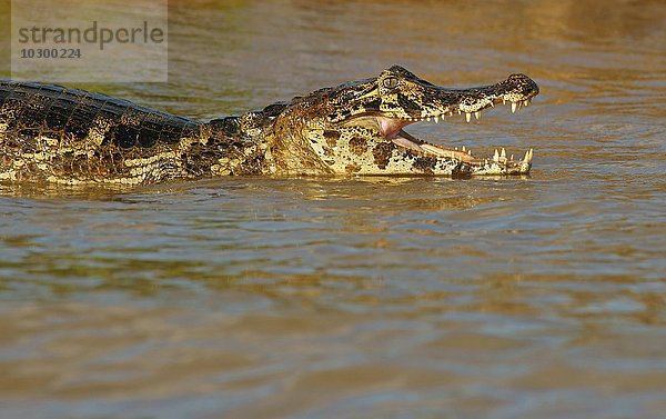Brillenkaiman (Caiman yacare  Caiman crocodilus yacare)  mit geöffneten Maul im Wasser  Pantanal  Brasilien  Südamerika