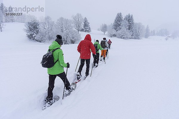 Schneeschuhwanderung  Bad Mitterndorf  Steiermark  Österreich  Europa