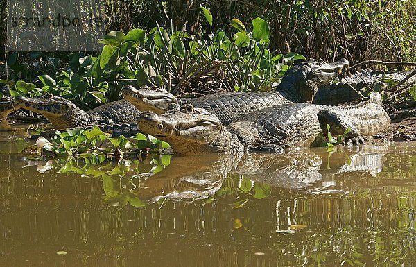 Brillenkaimane (Caiman yacare  Caiman crocodilus yacare)  liegen am Ufer im Wasser  Pantanal  Brasilien  Südamerika