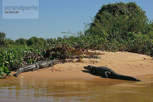Brillenkaimane (Caiman yacare  Caiman crocodilus yacare)  liegen auf Sandbank  Pantanal  Brasilien  Südamerika