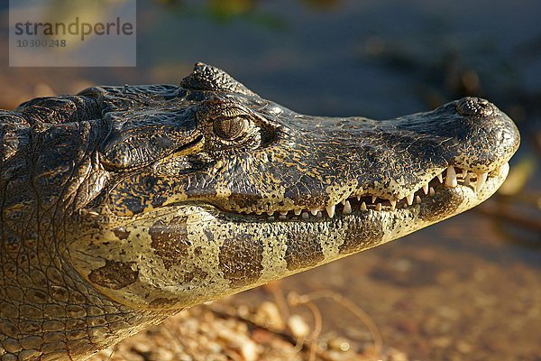 Brillenkaiman (Caiman yacare  Caiman crocodilus yacare)  Portrait  Pantanal  Brasilien  Südamerika