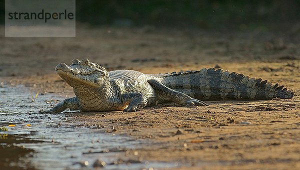 Brillenkaiman (Caiman yacare  Caiman crocodilus yacare)  am Ufer  Pantanal  Brasilien  Südamerika