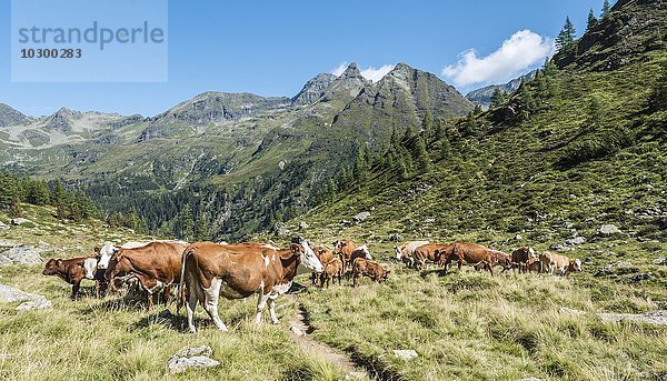 Herde von Kühen auf einer Wiese in den Alpen  Rohrmoos-Untertal  Schladminger Tauern  Steiermark  Österreich  Europa