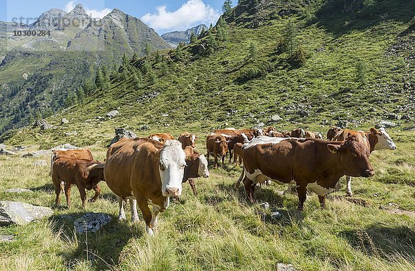 Herde von Kühen auf einer Wiese in den Alpen  Rohrmoos-Untertal  Schladminger Tauern  Steiermark  Österreich  Europa