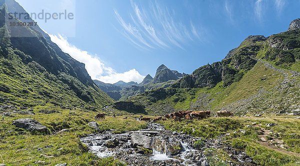 Herde von Kühen auf einer Wiese und einem Bach in den Alpen  Rohrmoos-Untertal  Schladminger Tauern  Steiermark  Österreich  Europa
