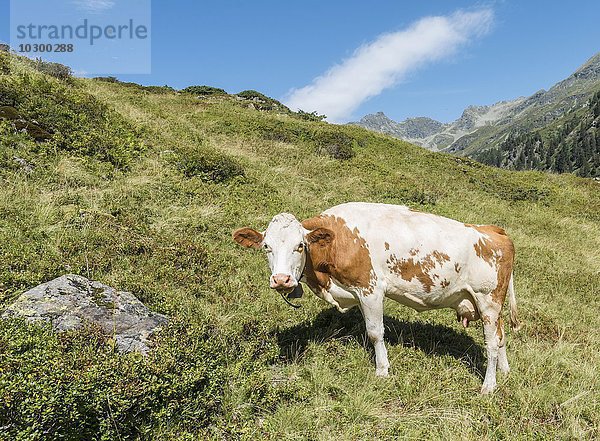 Neugierige Kuh  auf einer Wiese  Rohrmoos-Untertal  Schladminger Tauern  Steiermark  Österreich  Europa
