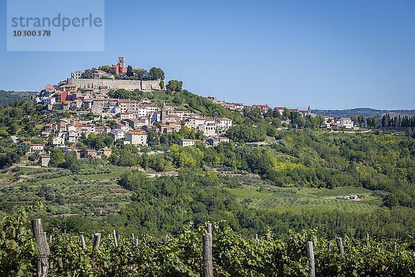 Idyllisches Dorf auf Hügel mit venezianischer Festung  vorne Weinreben  Motovun  Istrien  Kroatien  Europa