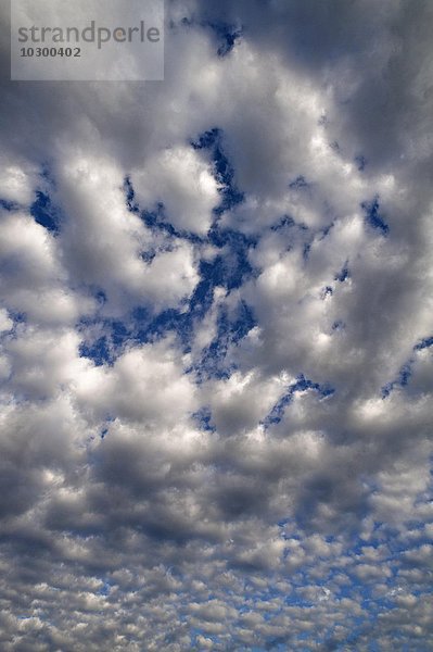 Große Schäfchenwolken (Altocumulus)  Bayern  Deutschland  Europa