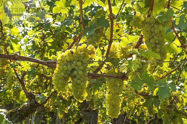 Weiße Weintrauben an einem Rebstock im Gegenlicht  Kenzingen-Hecklingen  Baden-Württemberg  Deutschland  Europa