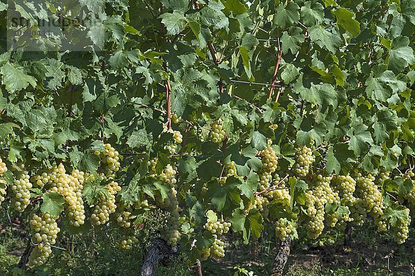Weiße Weintrauben an Rebstöcken  Kenzingen-Hecklingen  Baden-Württemberg  Deutschland  Europa