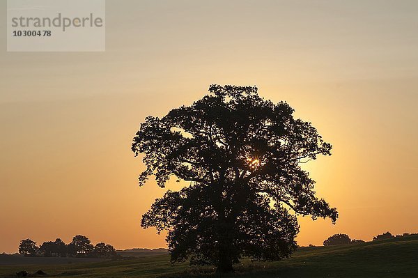 Große Eiche (Quercus) im Gegenlicht bei Sonnenuntergang  Mecklenburg-Vorpommern  Deutschland  Europa