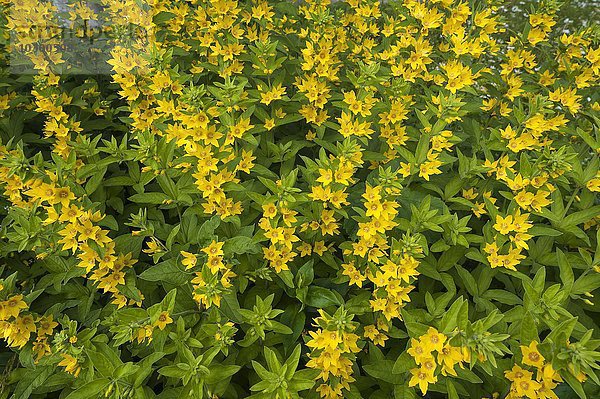 Gilbweiderich (Lysimachia)  Tirol  Österreich  Europa