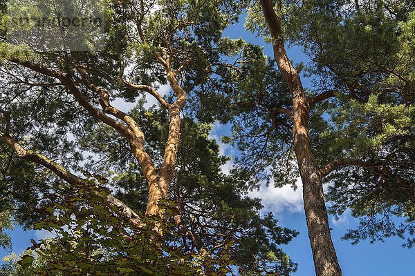 Waldkiefer (Pinus sylvestris)  Rotföhre  Binz  Rügen  Mecklenburg-Vorpommern  Deutschland  Europa