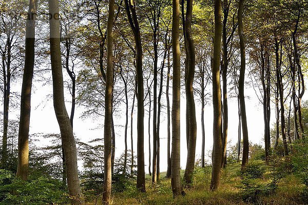 Rotbuchen (Fagus sylvatica)  Küstenwald auf der Insel Usedom  Mecklenburg-Vorpommern  Deutschland  Europa