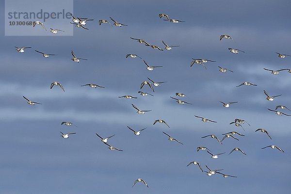 Schwarm fliegender Sanderlinge (Calidris alba)  Texel  Westfriesische Inseln  Nordholland  Niederlande  Europa