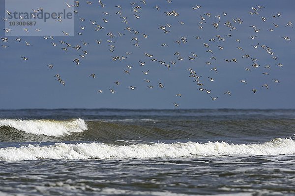 Fliegende Sanderlinge (Calidris alba)  Vogelschwarm über der Nordsee  Texel  Westfriesische Inseln  Nordholland  Niederlande  Europa