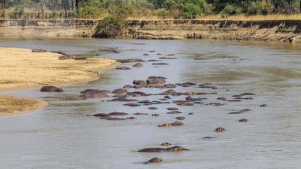 Flusspferde (Hippopotamus amphibius)  Gruppe im Wasser  Südluangwa-Nationalpark  Sambia  Afrika