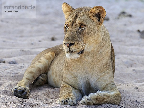 Am Flussufer im Sand ruhende Löwin (Panthera leo)  Südluangwa National Park  South Luangwa National Park  Sambia  Afrika