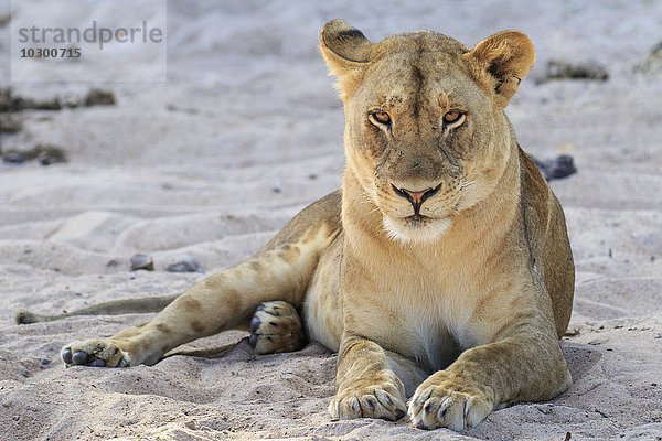 Am Flussufer im Sand ruhende Löwin (Panthera leo)  Südluangwa National Park  South Luangwa National Park  Sambia  Afrika