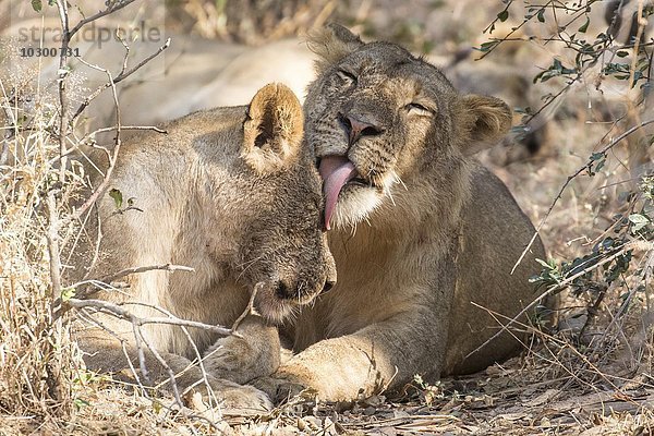 Schmusende Löwen (Panthera leo)  Südluangwa National Park  South Luangwa National Park  Sambia  Afrika