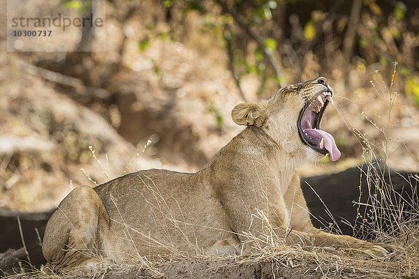 Gähnende Löwin (Panthera leo)  Südluangwa National Park  South Luangwa National Park  Sambia  Afrika