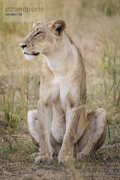 Löwin (Panthera leo) hält nach Beute Ausschau  Südluangwa National Park  South Luangwa National Park  Sambia  Afrika