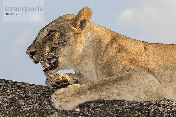 Löwin liegt auf einem Baum (Panthera leo)  Südluangwa National Park  v