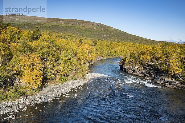 Fluss Abiskojåkka mit herbstlicher Landschaft  Abisko Nationalpark  Norrbotten  Lappland  Schweden  Europa