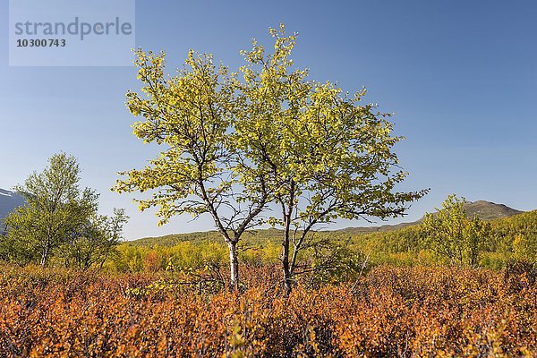 Herbstliche Zwergbirke (Betula nana)  Abisko Nationalpark  Norrbotten  Lappland  Schweden  Europa