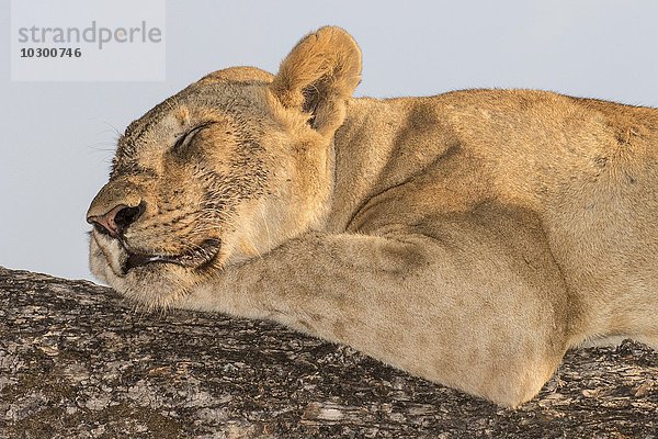 Löwin schläft auf einem Baum (Panthera leo)  Südluangwa National Park  South Luangwa National Park  Sambia  Afrika
