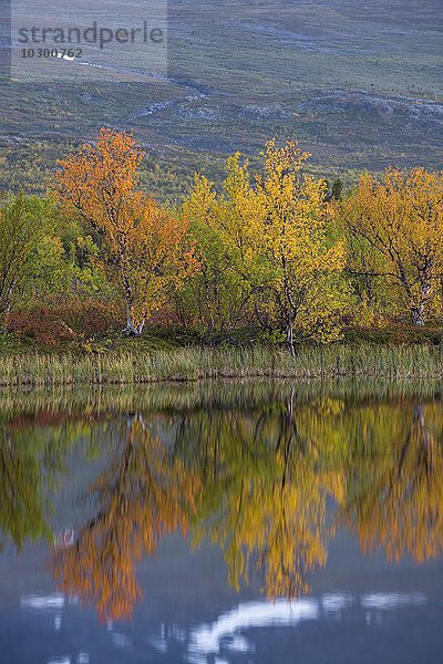 Spiegelung herbstlicher Zwergbirken (Betula nana)  Abisko-Nationalpark  Norrbotten  Lappland  Schweden  Europa