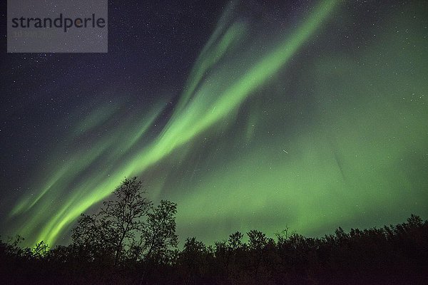 Nordlicht oder Aurora borealis über Bäumen  Kvikkjokk  Lappland  Schweden  Europa