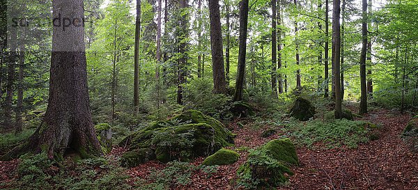 Mischwald  Nationalpark Bayerischer Wald  Bayern  Deutschland  Europa