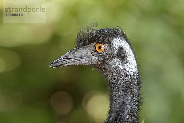 Emu (Dromaiidae)  captive