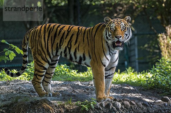Sibirischer Tiger (Panthera tigris altaica)  captive  Bayern  Deutschland  Europa