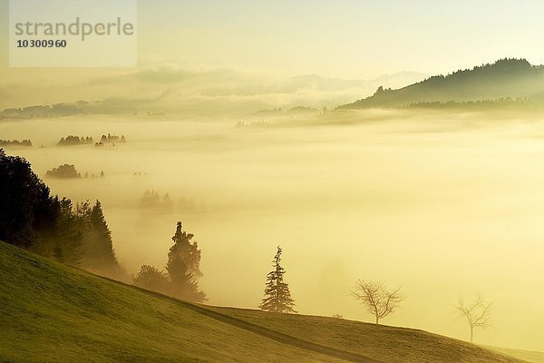 Im Nebel verhüllter Wald  Rothenthurm  Kanton Schwyz  Schweiz  Europa