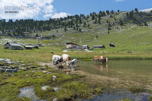 Kühe stehen im See  Kleine Fanesalm  hinten Lavarella- Hütte  Fanes-Gruppe  Naturpark Fanes-Sennes-Prags  Dolomiten  Südtirol  Alpen  Trentino-Alto Adige  Italien  Europa