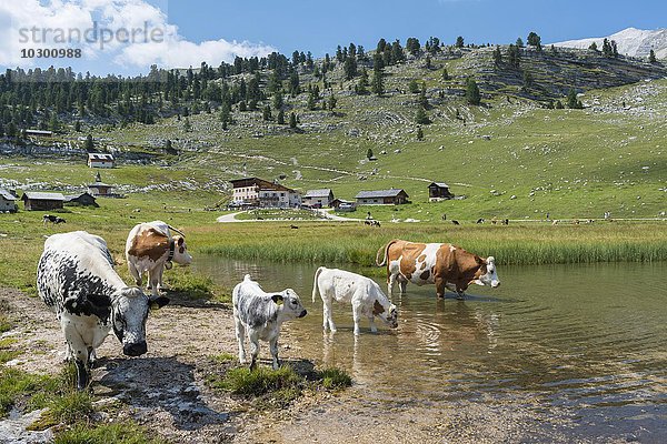 Kühe stehen im See  Kleine Fanesalm  hinten Lavarella-Hütte  Fanes-Gruppe  Naturpark Fanes-Sennes-Prags  Dolomiten  Südtirol  Alpen  Trentino-Alto Adige  Italien  Europa