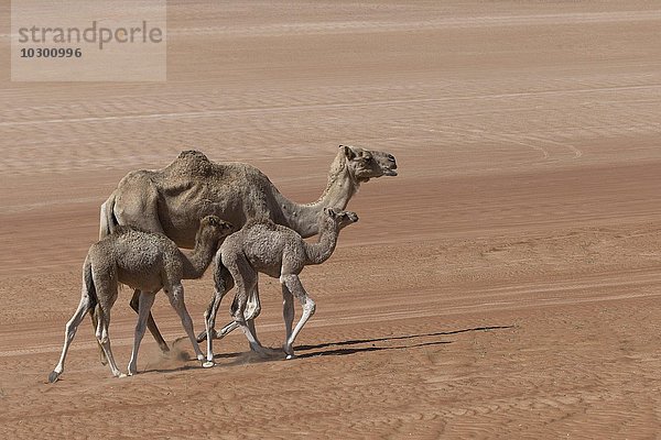 Dromedar (Camelus dromedarius) mit Jungtieren in der Wüste  Wahiba Sands  Oman  Asien