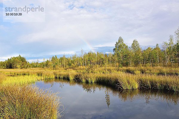 Regenbogen über herbstlich verfärbtes Moor mit Teich und Teichbinsen (Schoenoplectus lacustris)  bei Nicklheim  Oberbayern  Bayern  Deutschland  Europa