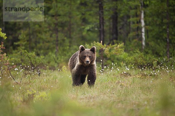 Junger Braunbär (Ursus arctos)  Kainuu  Karelien  Finnland  Europa