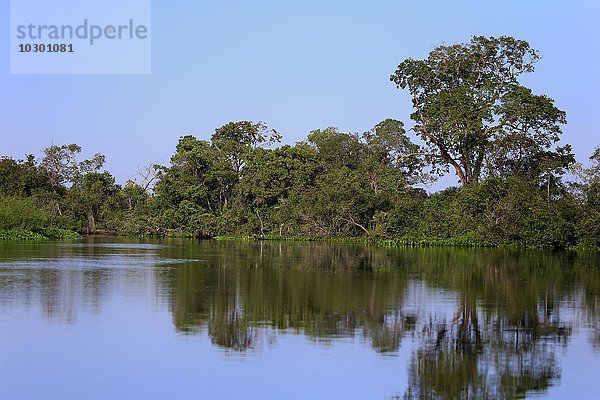 Rio Claro Pantanal  Fluss  Flusslandschaft  Pantanal  Mato Grosso  Brasilien  Südamerika